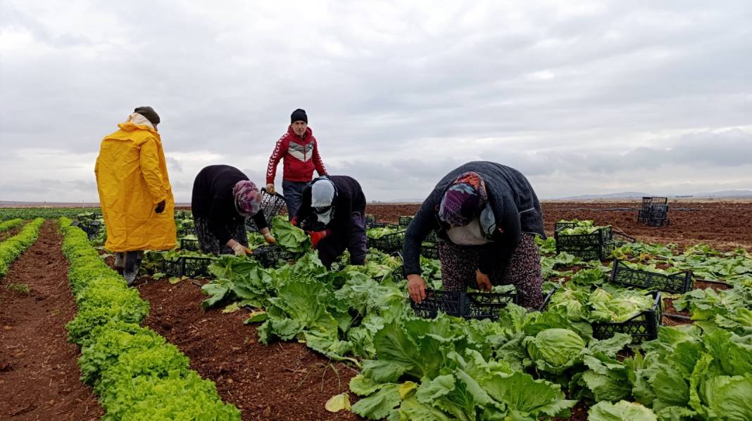 Tütünün yerine ektiler. 2 milyon lira gelir bekleniyor 4